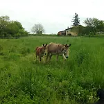 Domaine Des Deux Cedres Bed & Breakfast Gauriac