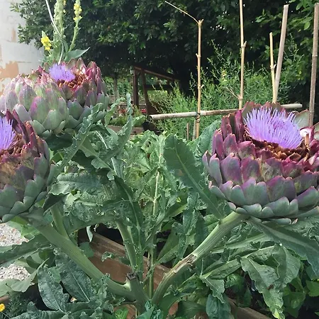 Domaine Des Deux Cedres Bed & Breakfast Gauriac