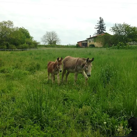Domaine Des Deux Cedres Bed & Breakfast Gauriac